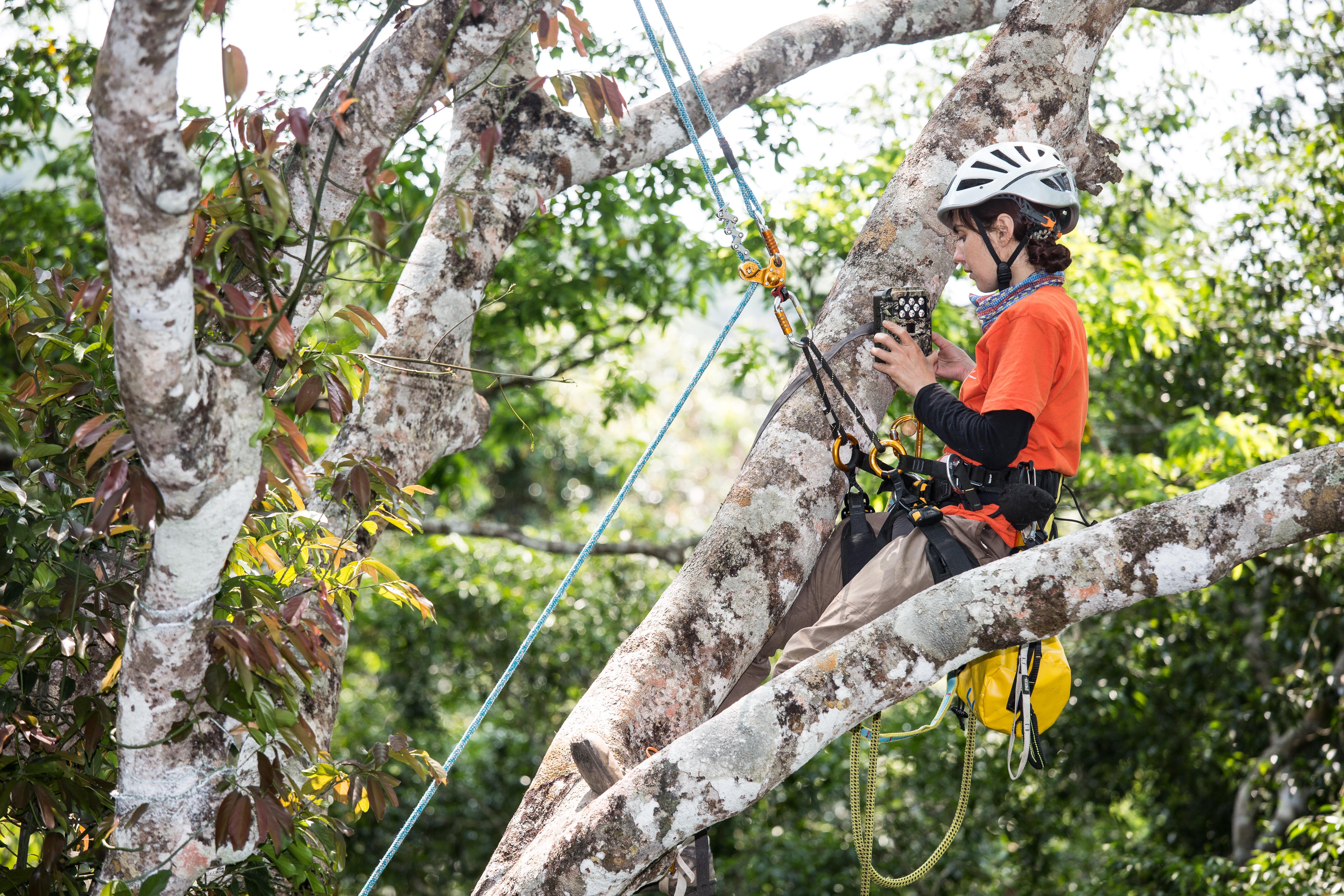 Exploring the canopy: Tree climbing training to better study what's up  there! - Association Anoulak