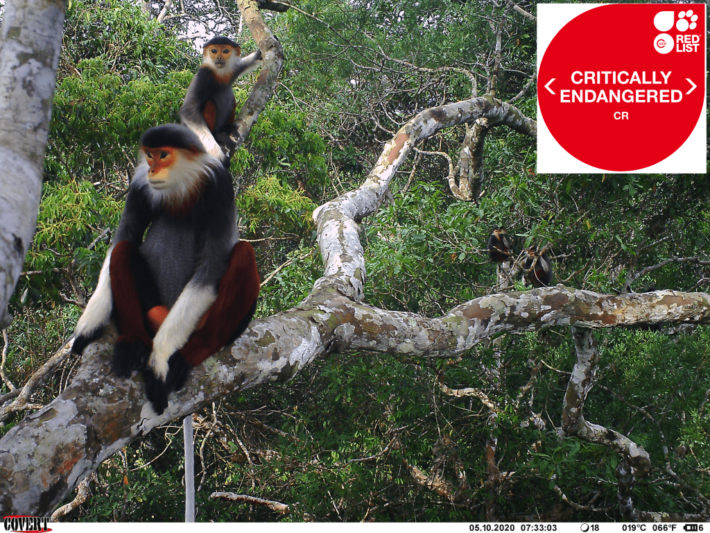 Primate species in Nakai Nam Theun National Park are more than ever