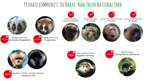 Primate species in Nakai – Nam Theun National Park are more than ever under threat of extinction