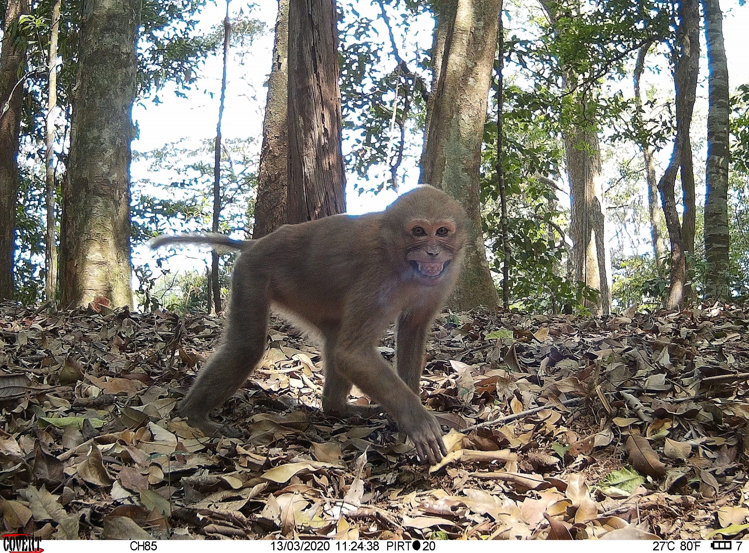 over complexiteit Onderscheppen Completion of the camera-trap wildlife monitoring survey of 2020: an  overview - Association Anoulak