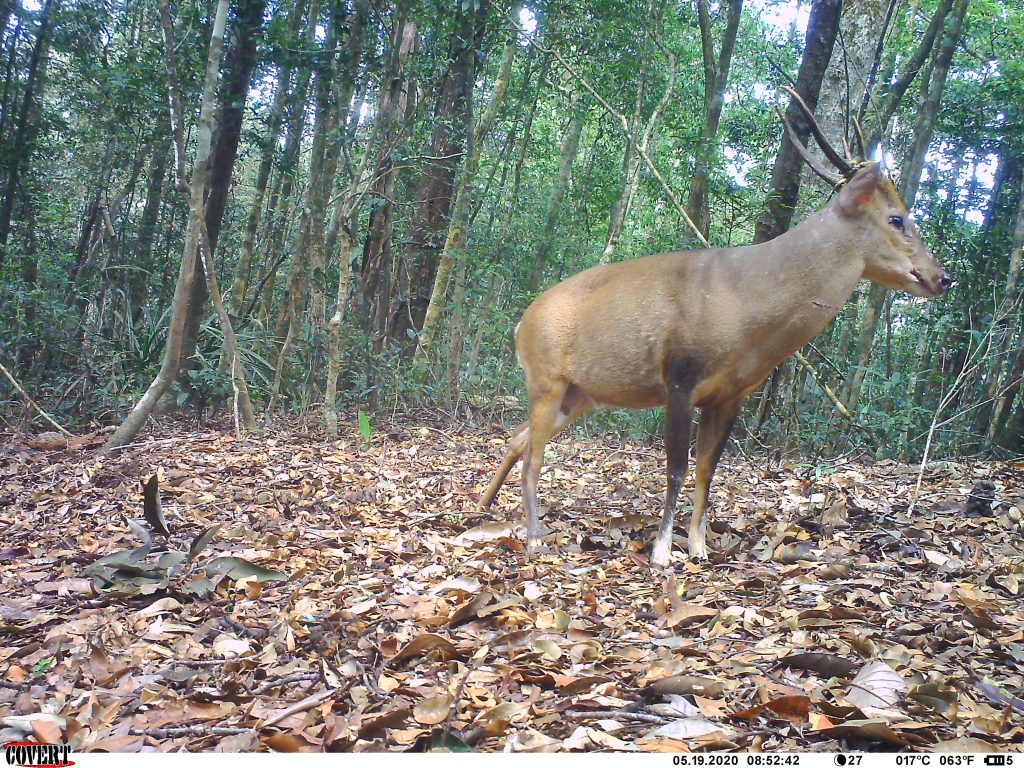Our new publication: Camera‐trapping reveals new insights in the ecology of three sympatric muntjacs in Nakai-Nam Then National Park
