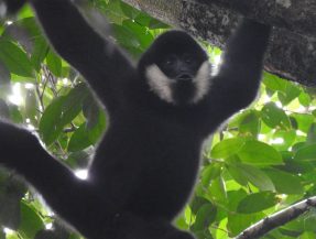 The beautiful and informative gibbon songs: Progress on our gibbon call recordings to study species distribution in Nakai - Nam Theun National Park