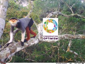 A guest blog for "Conservation Optimism": The power of wildlife photos is reason for optimism