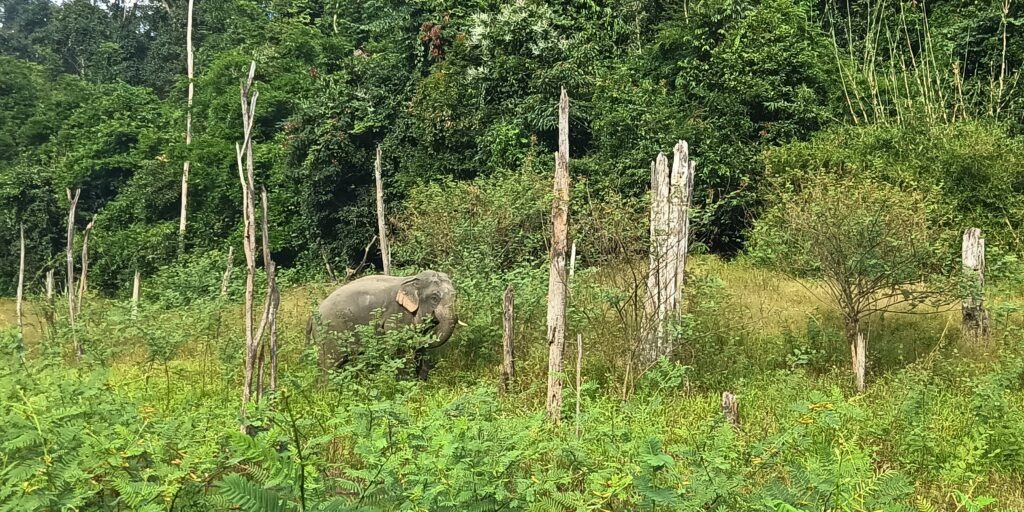 We begin a population survey of the Asian Elephant on the Nakai Plateau and the Nakai-Nam Theun National Park!