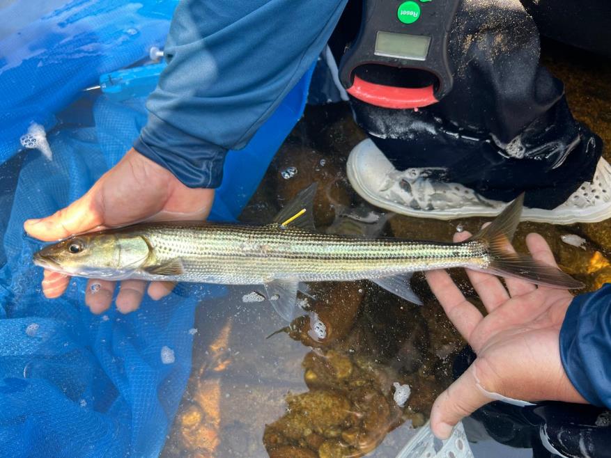 Wolf Barb Luciocyprinus striolatus conservation project in Nakai-Nam Theun National Park